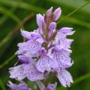 Spotted-orchid, Heath