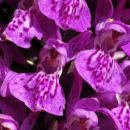 Marsh-orchid, Northern 