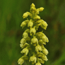Orchid, Small White