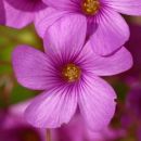 Pink-sorrel