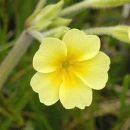 Oxlip, False