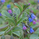 Oysterplant
