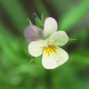 Pansy, Field