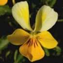 Pansy, Sand