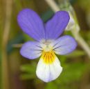 Pansy, Wild