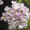 Hedge-parsley, Upright