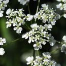 Parsley, Cow