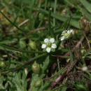 Pearlwort, Heath