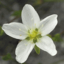 Pearlwort, Knotted