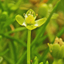 Pearlwort, Procumbent
