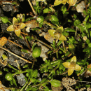 Pearlwort, Sea
