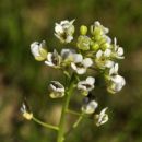 Penny-cress, Field