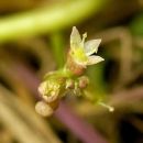 Pennywort, Marsh