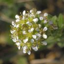 Pepperwort, Smith's