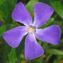 Periwinkle, Greater