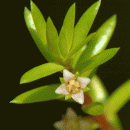 Pigmyweed, New Zealand