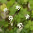 Pignut