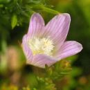 Pimpernel, Bog