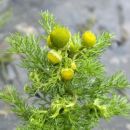 Pineappleweed