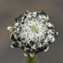 Pipewort