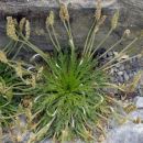 Plantain, Buck's-horn