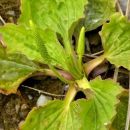 Plantain, Greater