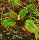 Pondweed, Bog