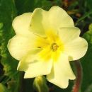 Primrose