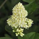 Privet, Wild
