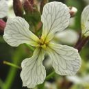 Radish, Wild
