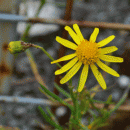 Ragwort, Narrow-leaved