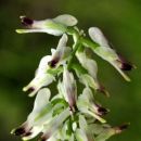 Ramping-fumitory, White
