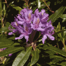 Rhododendron