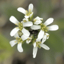 Rock-cress, Hairy