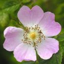 Dog-rose