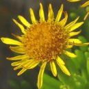 Golden-samphire