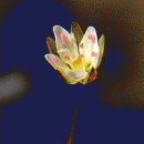 Sandwort, Fine-leaved