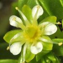 Sandwort, Sea