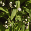 Sanicle