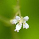 Saxifrage, Kidney
