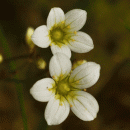 Saxifrage, Mossy