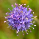 Scabious, Devil's-Bit