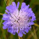 Scabious, Field