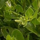 Sea Beet