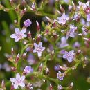 Sea-lavender, Lax-flowered