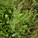 Sea-blite, Annual