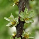 Sea-buckthorn