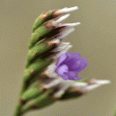 Sea-lavender, Rock