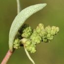 Sea-purslane
