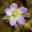 Sea-spurrey, Lesser